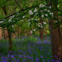 Buy canvas prints of Bluebells and Blossom by Martyn Arnold
