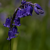 Buy canvas prints of English Bluebell by Martyn Arnold