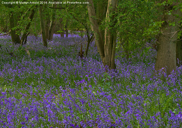 Bluebell Woodland in Northamptonshire Picture Board by Martyn Arnold