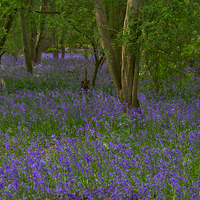 Buy canvas prints of Bluebell Woodland in Northamptonshire by Martyn Arnold
