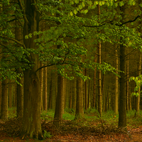 Buy canvas prints of The Forest Woodland by Martyn Arnold