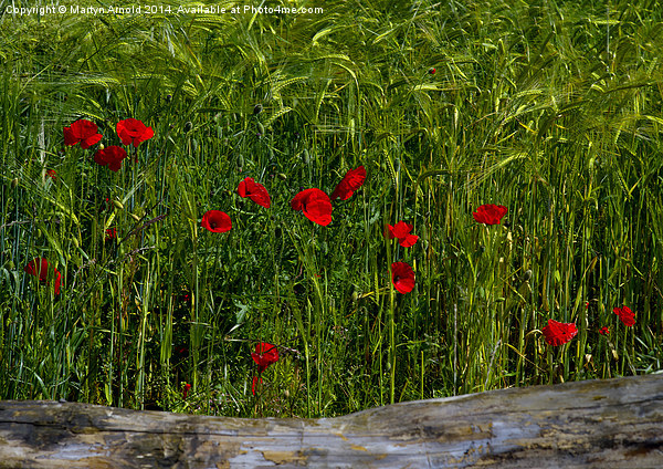Poppies Corn and Wood Picture Board by Martyn Arnold