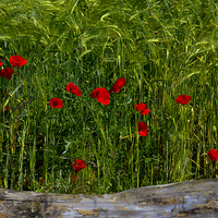 Buy canvas prints of Poppies Corn and Wood by Martyn Arnold