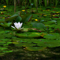 Buy canvas prints of The Lilly Pond by Martyn Arnold