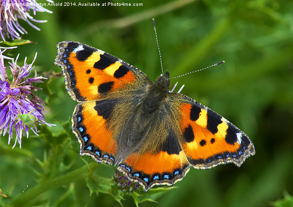  Small Tortoiseshell Butterfly - Aglais Urticae Picture Board by Martyn Arnold