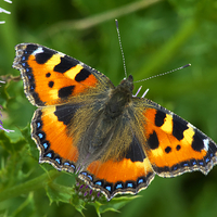 Buy canvas prints of  Small Tortoiseshell Butterfly - Aglais Urticae by Martyn Arnold
