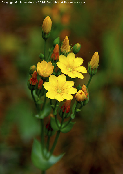  Yellow-wort Wildflower Picture Board by Martyn Arnold