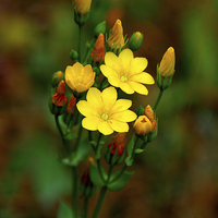 Buy canvas prints of  Yellow-wort Wildflower by Martyn Arnold