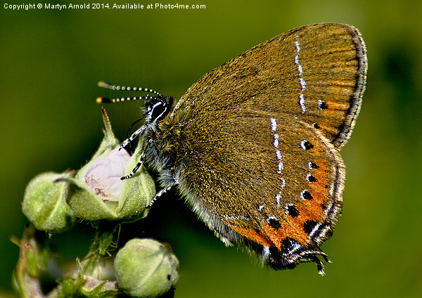 The Rare Beauty of Black Hairstreak Butterfly Picture Board by Martyn Arnold