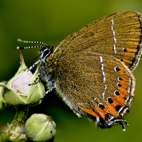Buy canvas prints of The Rare Beauty of Black Hairstreak Butterfly by Martyn Arnold