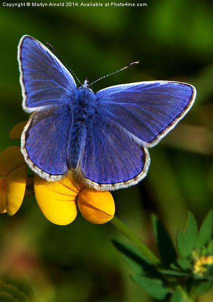 Male Common Blue Butterfly on Birdsfoot Trefoil Picture Board by Martyn Arnold