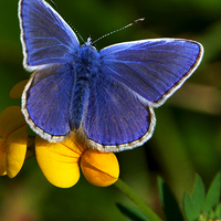 Buy canvas prints of  Male Common Blue Butterfly on Birdsfoot Trefoil by Martyn Arnold