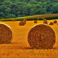 Buy canvas prints of Autumn Hay Bales  by Martyn Arnold