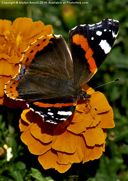  Red Admiral Butterfly on flowers Picture Board by Martyn Arnold