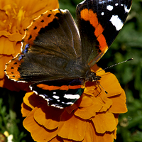 Buy canvas prints of  Red Admiral Butterfly on flowers by Martyn Arnold