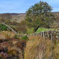 Buy canvas prints of  Yorkshire Moors Scenery in Autumn by Martyn Arnold