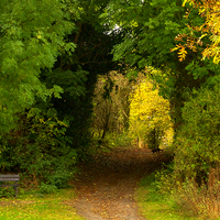 Buy canvas prints of Autumn woodland walk by Martyn Arnold