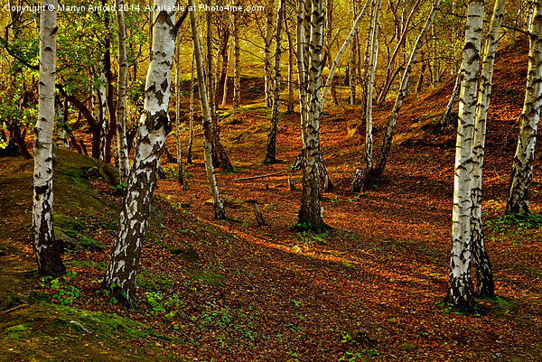  Silver Birch Woodland in Autumn Picture Board by Martyn Arnold