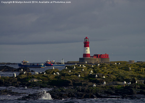  Longstone Lighthouse, boats & birds Farne Islands Picture Board by Martyn Arnold