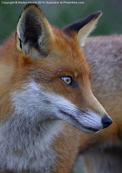  Fox Portrait Picture Board by Martyn Arnold