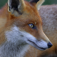 Buy canvas prints of  Fox Portrait by Martyn Arnold