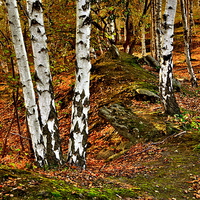 Buy canvas prints of  Silver BIrch Trees by Martyn Arnold