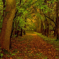 Buy canvas prints of  Autumn Wood by Martyn Arnold