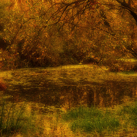 Buy canvas prints of  The Secret Pond by Martyn Arnold