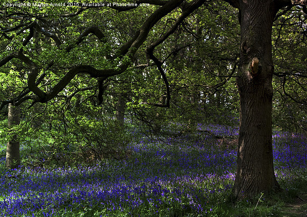  The Bluebell Woodland Glade Picture Board by Martyn Arnold