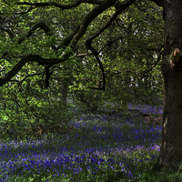 Buy canvas prints of  The Bluebell Woodland Glade by Martyn Arnold