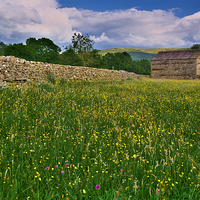 Buy canvas prints of  Muker Wildflower Meadows by Martyn Arnold