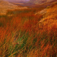Buy canvas prints of Moorland Grass in the Yorkshire Dales by Martyn Arnold