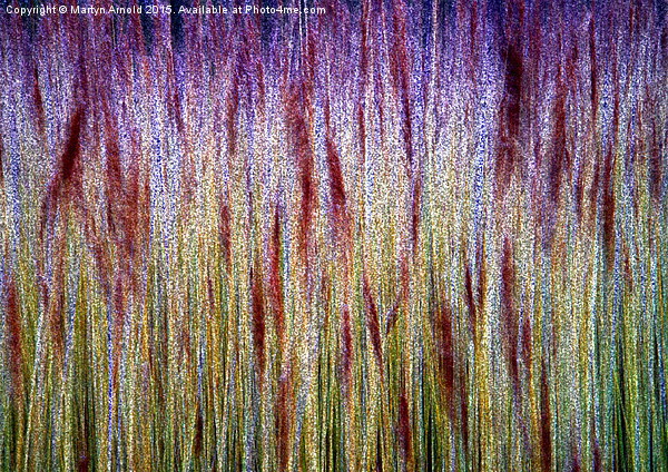  lakeside Grasses - Abstract Picture Board by Martyn Arnold