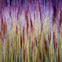 Buy canvas prints of  lakeside Grasses - Abstract by Martyn Arnold
