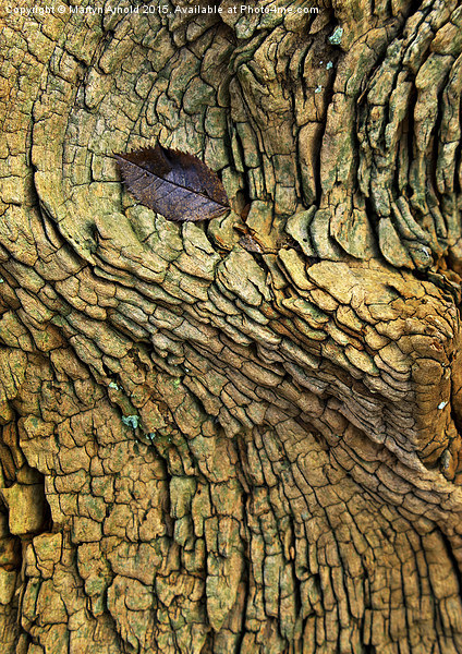 Decaying Tree Abstract Picture Board by Martyn Arnold