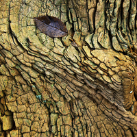 Buy canvas prints of Decaying Tree Abstract by Martyn Arnold