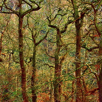 Buy canvas prints of  Magical Yew Trees by Martyn Arnold