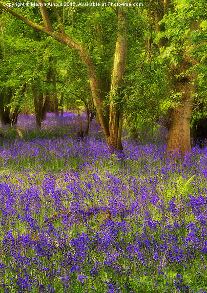 Enchanted Bluebell Wood Picture Board by Martyn Arnold