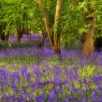 Buy canvas prints of Enchanted Bluebell Wood by Martyn Arnold