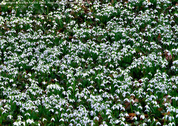 Woodland Snowdrops (Galanthus) Picture Board by Martyn Arnold