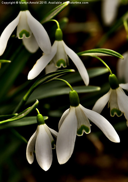 Snowdrops - Galanthus Picture Board by Martyn Arnold