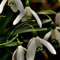 Buy canvas prints of Snowdrops - Galanthus by Martyn Arnold