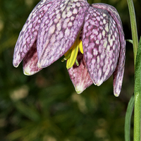 Buy canvas prints of  Snake's Head fritillary by Martyn Arnold