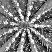 Buy canvas prints of Cactus Symmetry by Martyn Arnold