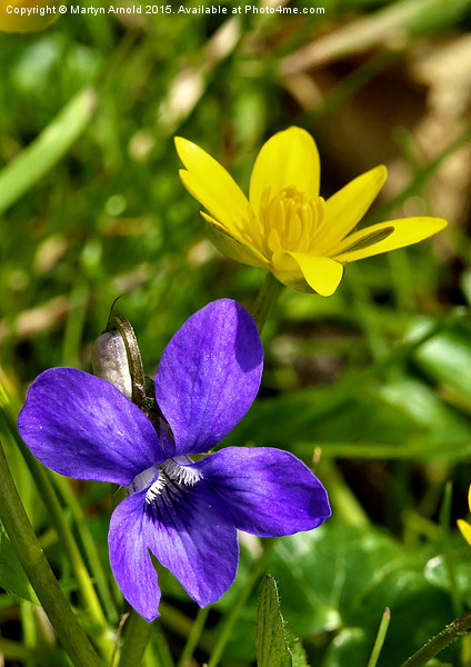  Wild Violet and Celandine - signs of Spring Picture Board by Martyn Arnold