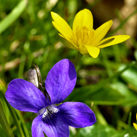Buy canvas prints of  Wild Violet and Celandine - signs of Spring by Martyn Arnold