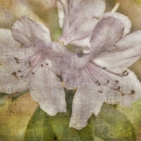 Buy canvas prints of  Rhododendron Canvas by Martyn Arnold