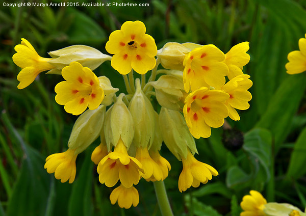  Cowslip Wild Flower Picture Board by Martyn Arnold