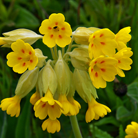 Buy canvas prints of  Cowslip Wild Flower by Martyn Arnold