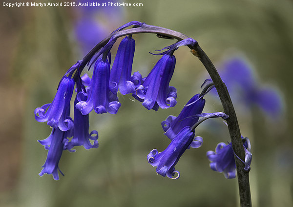 English Common Bluebell Hyacinthoides non-scripta Picture Board by Martyn Arnold
